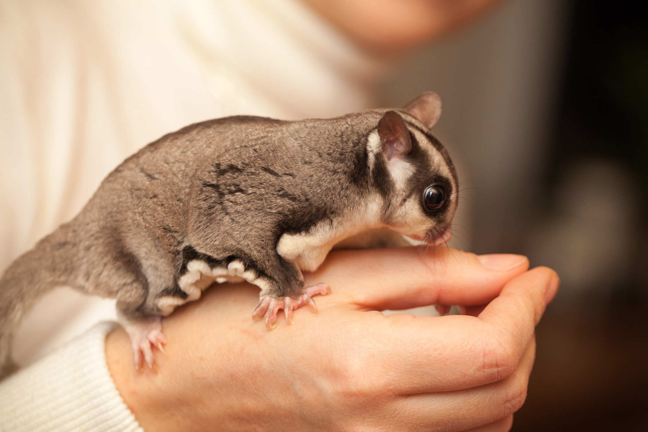 the pet glider