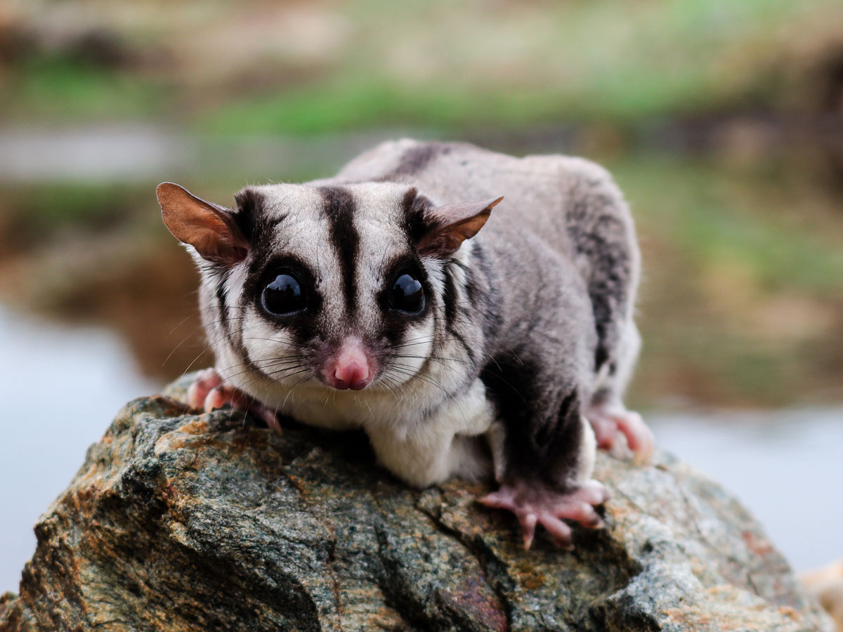 sugar glider for sale near me